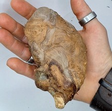 XXXXL Eichen Baumperle Für