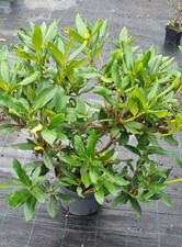 Rhododendron sp.   im 10 Liter Topf