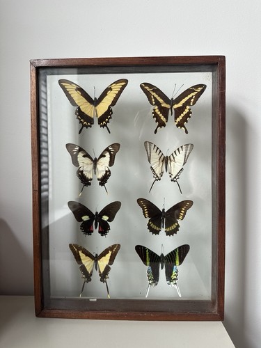 Vintage gerahmte schmetterling - gerahmte,