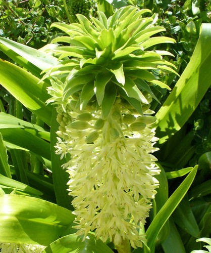 Samen von der - ananas-lilie,