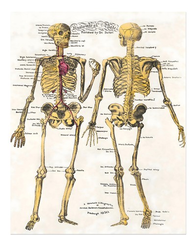 Vintage anatomisches skelett - anatomisches,