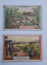 Leipzig Riquet Kakao Schokolade Tee Altes Sammelbild Seit1745 Aktiengesellschaft