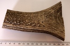 Geweihreste zum Basteln