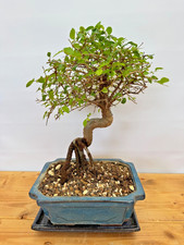 Bonsai chinesische Ulme  /