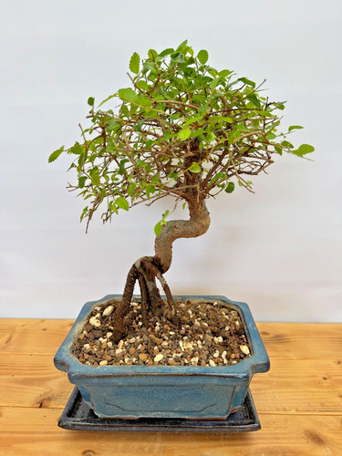 Bonsai chinesische ulme - chinesische,