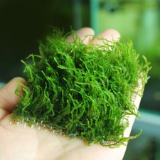 Lebende Weihnachtspflanze Für