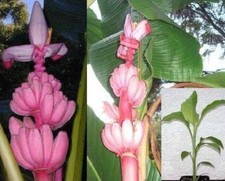 winterharte rosa Banane schnellwüchsige exotische Pflanzen im für den Garten