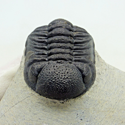 Fossil trilobit boeckops - fossil,