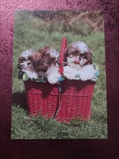 Alte Hundepostkarte ? SHIH TZU ? PEKINGESE ? ? AK HUND Symposion