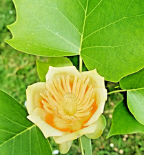 SAMEN der Tulpenbaum besticht