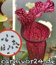 25x Samen Sarracenia X 'Dana's