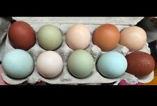 10 (keine) Bruteier Mixe