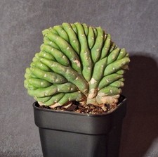 San Pedro Kaktus, Sukkulente