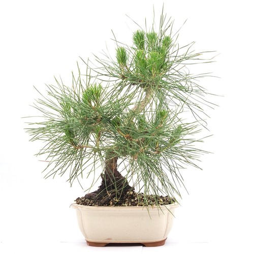 Bonsai japanische - bonsai,
