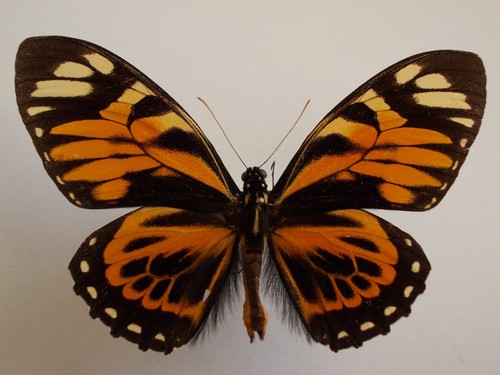 Papilio zagreus batesi - papilio,