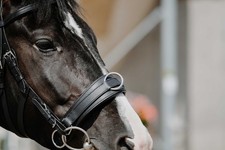 NORTON Breiter Kappzaum Leder