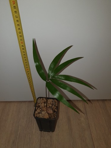 Zamia soconuscensis plant - soconuscensis,,