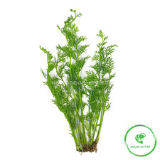 4x Ceratopteris thalictroides