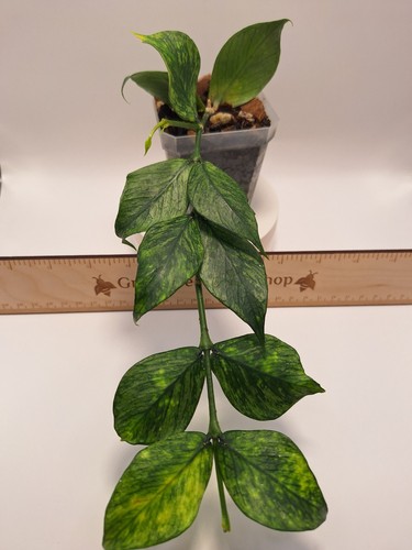 Hoya polyneura broget - broget,