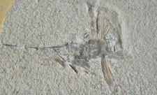 Solnhofen Sehr Schöner