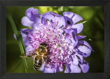 Biene (Apis mellifera) auf