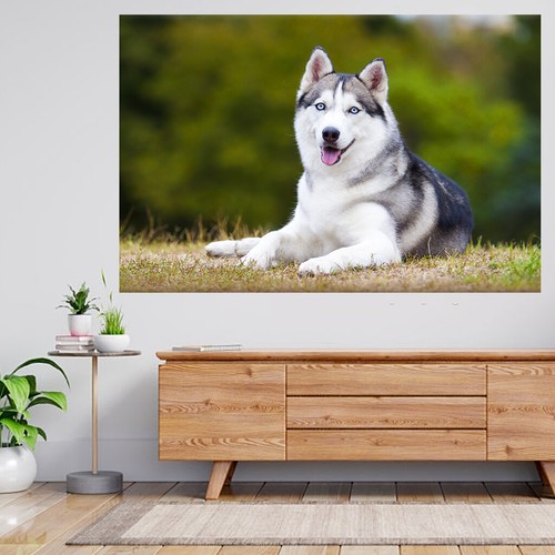 Portrait siberian husky - portrait, of