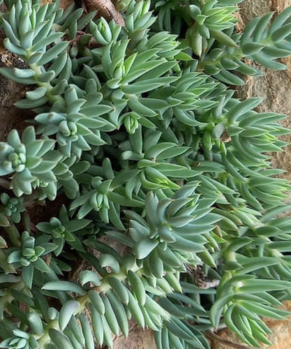 500 samen sedum blautanne - samen,