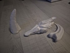 Fossilien/Mineraliensammlung