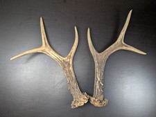 1 Paare große echte Rehbock