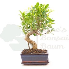 BONSAI Chinesische Feige 'Ficus Retusa' inkl. Schale. Indoor