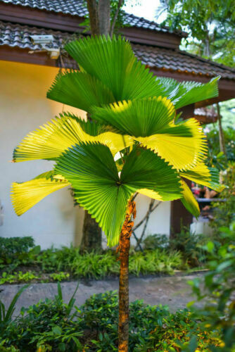 Samen zimmer palme - samen,