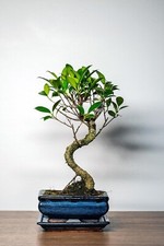 Bonsai baum mit keramik - bonsai,