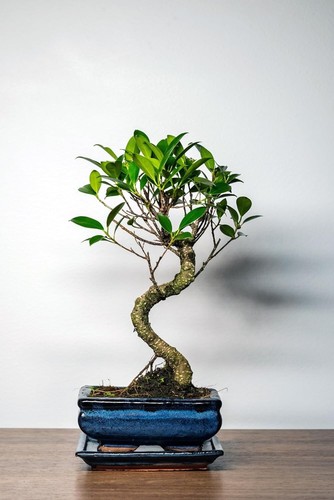 Bonsai baum mit keramik - baum,