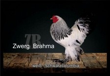 Fußmatte Schmutzfangmatte Hühner Zwerg Brahma weiß schwarzcolumbia F1397