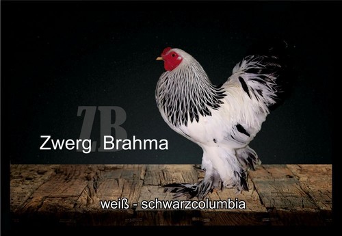 Fußmatte schmutzfangmatte - fußmatte,