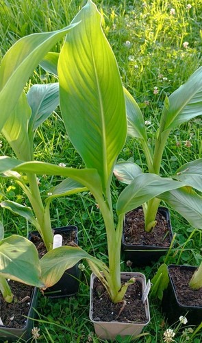 Ensete ventricosum