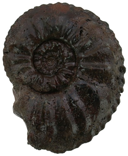 Lias amaltheus gibbosus - lias,