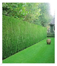 Leyland-Zypressen-Hecke,20