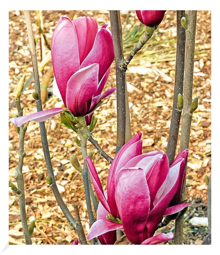 Magnolie march till frost - frost",, 1