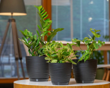 Blumentopf Pflanzentopf