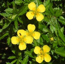 SAMEN Blutwurz Potentilla erecta der Saft wirkt blutstillend u schmerzlindernd