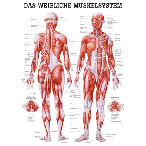 Weibliches muskelsystem poster - weibliches,