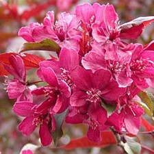 Zierapfel Royalty rotlaubiger