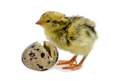 54  Wachteleier   Bruteier  