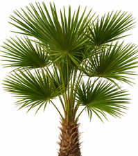 Trachycarpus fortunei