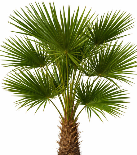 Trachycarpus fortunei
