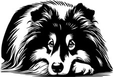 SHELTIE Aufkleber - Sheltie