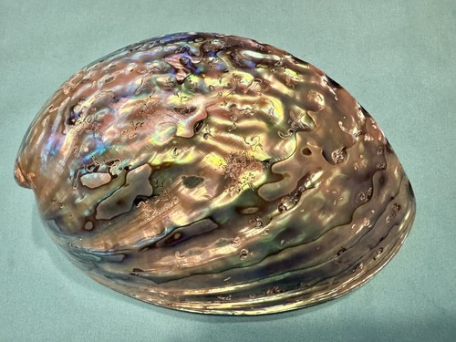 Perlmutt muschel paua - muschel,