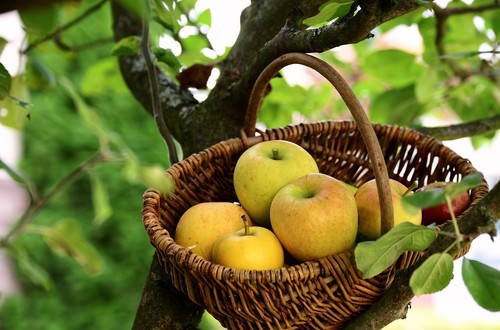 Apfelbaum stecklinge golden - apfelbaum,
