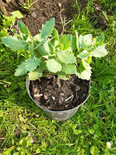 Ableger fette henne - 3,